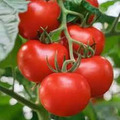 تصویر 5 از رب گوجه فرنگی کامروز ۸۰۰ گرمی + قیمت عمده